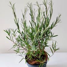 Attēlu rezultāti vaicājumam “Salix repens subsp. rosmarinifolia flower”