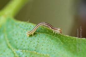 Attēlu rezultāti vaicājumam “Epirranthis diversata”