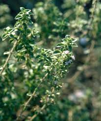 Attēlu rezultāti vaicājumam “Thymus serpyllum leaf”