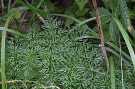 Attēlu rezultāti vaicājumam “Selinum carvifolia”