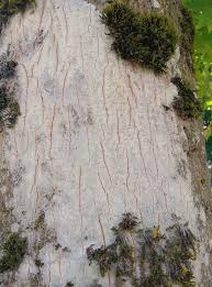 Attēlu rezultāti vaicājumam “Dicranella cerviculata”