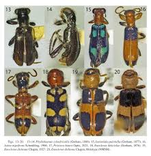 Attēlu rezultāti vaicājumam “Cleridae”