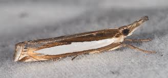 Attēlu rezultāti vaicājumam “Crambus”