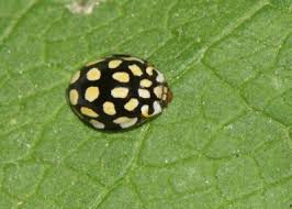 Attēlu rezultāti vaicājumam “Sospita vigintiguttata”