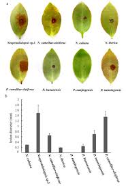 Attēlu rezultāti vaicājumam “Stemonitopsis hyperopta var. landewaldii macro”