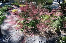 Image result for Heuchera Metallica