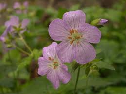 Attēlu rezultāti vaicājumam “Geraniaceae”