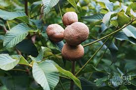 Attēlu rezultāti vaicājumam “Aesculus flava”