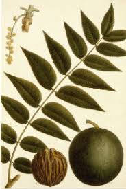 Attēlu rezultāti vaicājumam “Juglans x sinensis fruit”