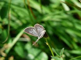 Attēlu rezultāti vaicājumam “Maculinea teleius”
