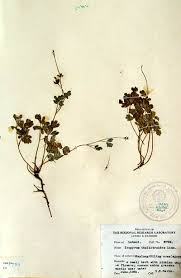 Attēlu rezultāti vaicājumam “Isopyrum thalictroides flower”