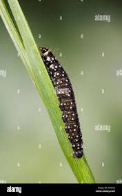 Attēlu rezultāti vaicājumam “Aphelia paleana larva”