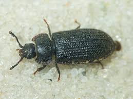 Attēlu rezultāti vaicājumam “Grynocharis oblonga”