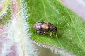 Attēlu rezultāti vaicājumam “Rhynchaenus lonicerae”