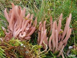 Attēlu rezultāti vaicājumam “Clavaria fumosa”