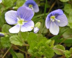 Attēlu rezultāti vaicājumam “Veronica filiformis flower”
