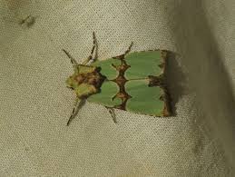Attēlu rezultāti vaicājumam “Staurophora celsia”