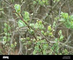 Attēlu rezultāti vaicājumam “Salix aurita”