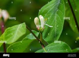 Attēlu rezultāti vaicājumam “Lonicera xylosteum flower”