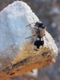 Attēlu rezultāti vaicājumam “Mutilla europaea”