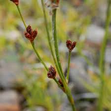 Attēlu rezultāti vaicājumam “Juncus alpinoarticulatus leaf”