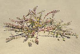 Attēlu rezultāti vaicājumam “Cakile maritima subsp. baltica flower”