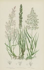 Attēlu rezultāti vaicājumam “Agrostis canina leaf”