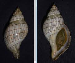 Image result for Cinctura hunteria