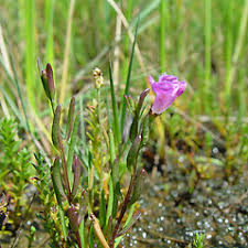 Attēlu rezultāti vaicājumam “Anthyllis maritima”
