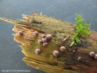 Attēlu rezultāti vaicājumam “Lycogala exiguum aggr. spores”