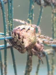 Attēlu rezultāti vaicājumam “Gibbaranea gibbosa”