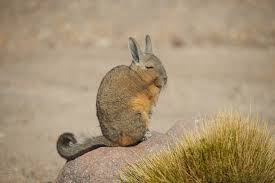 Image result for viscacha
