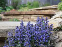 Image result for Ajuga reptans
