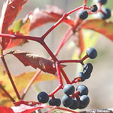 Attēlu rezultāti vaicājumam “Parthenocissus quinquefolia fruit”
