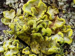 Attēlu rezultāti vaicājumam “Vulpicida pinastri”