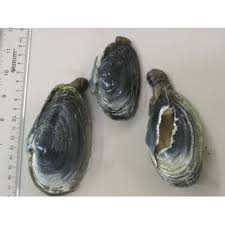 Attēlu rezultāti vaicājumam “Mya arenaria”