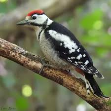 Attēlu rezultāti vaicājumam “Dendrocopos major juvenile”