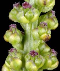 Attēlu rezultāti vaicājumam “Triglochin maritimum flower”