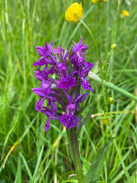 Attēlu rezultāti vaicājumam “Dactylorhiza majalis subsp. baltica leaf”