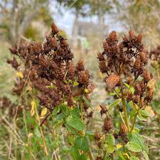 Image result for Johanniskraut