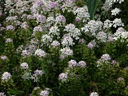 Image result for Schleifenblume