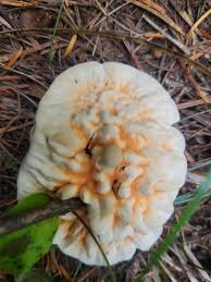 Attēlu rezultāti vaicājumam “Hydnellum aurantiacum”