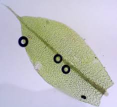 Attēlu rezultāti vaicājumam “Bryum caespiticium”