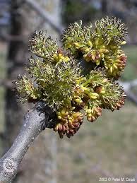 Attēlu rezultāti vaicājumam “Fraxinus excelsior Pendula female flower”