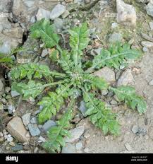 Attēlu rezultāti vaicājumam “Capsella bursa-pastoris”