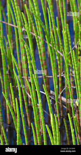 Attēlu rezultāti vaicājumam “Equisetum fluviatile”