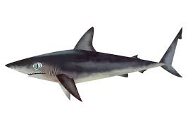 Image result for Carcharhinus obscurus
