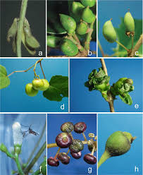 Attēlu rezultāti vaicājumam “Rabdophaga degeeri”