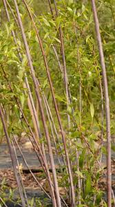 Attēlu rezultāti vaicājumam “Salix daphnoides subsp. acutifolia”