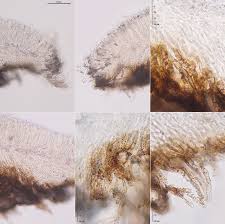 Attēlu rezultāti vaicājumam “Hyphodiscus hymeniophilus”